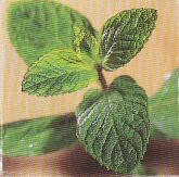 JT Kräuter Pfefferminze.jpg